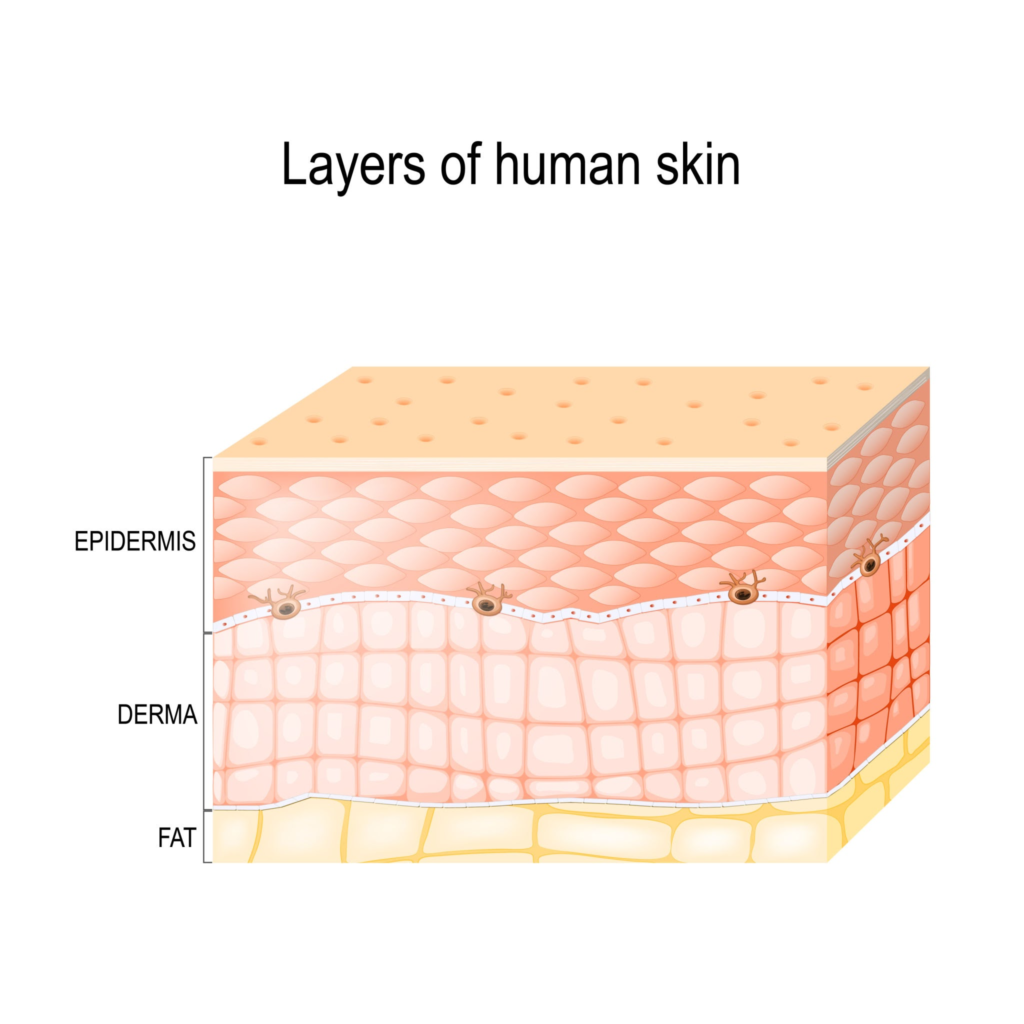 Diagram of skin layers (epidermis, dermis) how-to-apply-transdermal-patch | How to Apply a Dab Patch Correctly